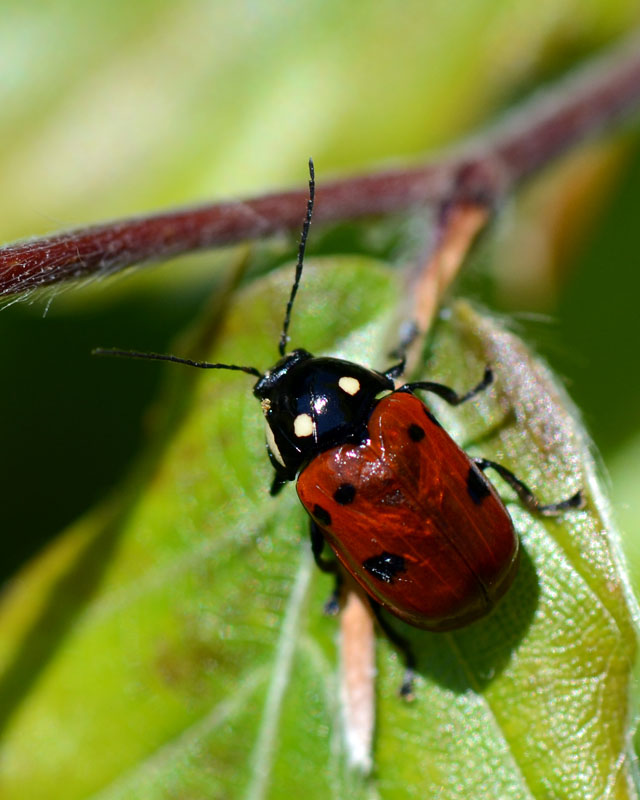 Chrysomelidae Cryptocephalus tricolor